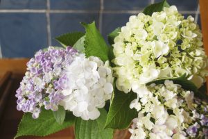 話題豊富な花、アジサイ。梅雨の主役です。