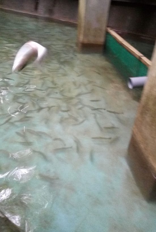 釣り上げたニジマス1