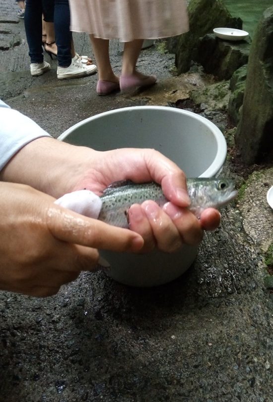 釣り上げたニジマス2