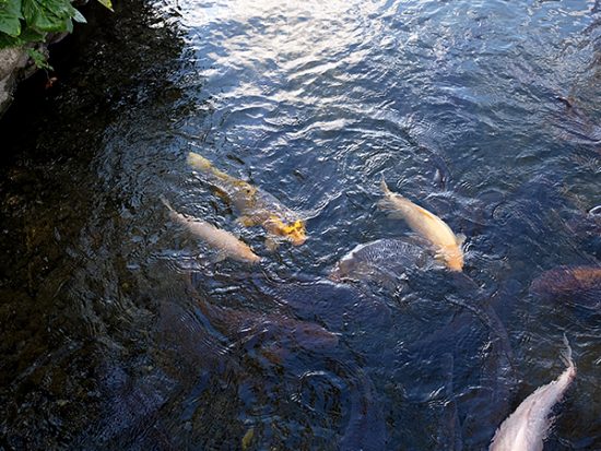 噂の人面魚に遭遇!引きで見ると、ジンメンに似ている気がする!