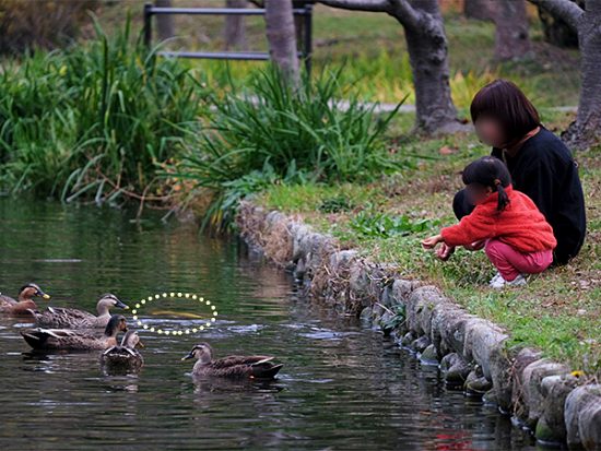 存在感が強く、なぜかそちらにエサを投げてしまう!魔性の鯉!