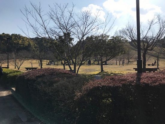 春には桜満開のお花見広場