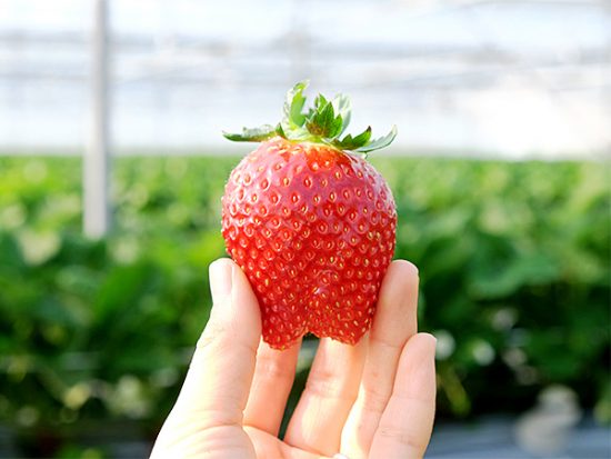 大人でも一口では食べられない大粒イチゴも