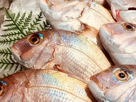 新鮮!瀬戸内海の魚介を味わい尽くせ!『旬・鮮・味まつり』