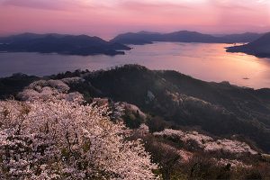 上島町・積善山の三千本桜